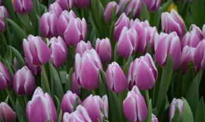 Тюльпан Синаеда Блю (Synaeda Blue), 10 шт (разбор 12/14) - картинка 3