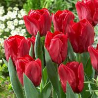 Тюльпан Седов (Seadov), 10 шт (разбор 11/12)