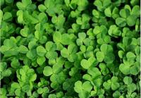 Микроклевер Пиполина, 20 г