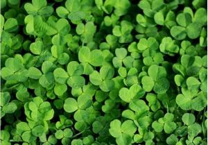 Микроклевер Пиполина, 20 г - картинка 1