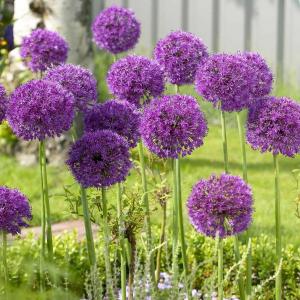 Аллиум Пепл Сенсейшн (Allium Purple Sensation), 5 шт (разбор 12/14) - картинка 1