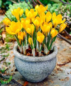 Крокус Геел (Geel=Yellow Mammouth), 5 шт (разбор 8/9) - картинка 3