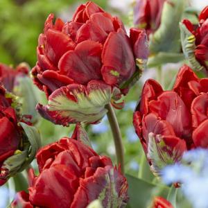 Тюльпан Дабл Рококо (Double Rococo), 10 шт (разбор 12/14) - картинка 1