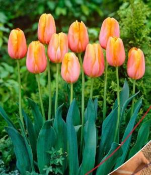 Тюльпан Санрайз Династи (Sunrise Dynasty), 10 шт (разбор 12/14) - картинка 1