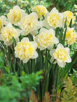 Нарцисс Айс Кинг (Ice King), 5 шт (разбор 12/14) - картинка 2