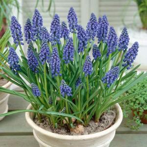 Мускари Арменикум (Muscari armeniacum), 10 шт (разбор 7/8) - картинка 1