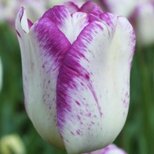 Тюльпан Ширли (Shirley), 10 шт (разбор 12/14) - картинка 4