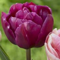 Тюльпан Маргарита (Margarita), 5 шт (разбор 11/12)