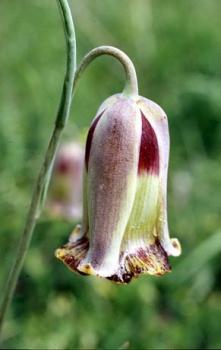 Рябчик Акмопетала (Fritillaria acmopetala), 5 шт (разбор 8/9) - картинка 4