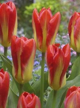 Тюльпан Кандела Фестивал (Candela Festival), 10 шт (разбор 11/12) - картинка 1