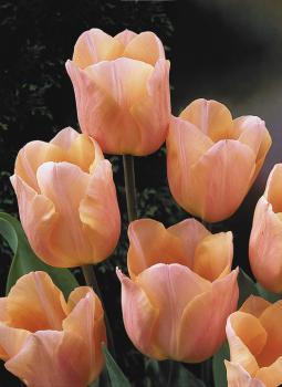 Тюльпан Эприкот Бьюти (Apricot Beauty), 10 шт (разбор 11/12) - картинка 5