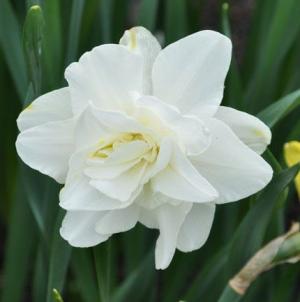 Нарцисс Обдам (Obdam), 5 шт (разбор 12/14) - картинка 2