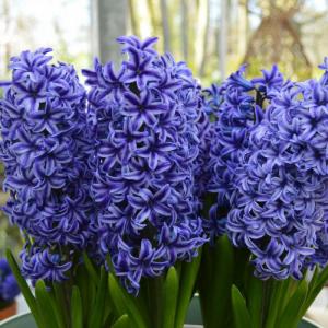 Гиацинт Блю Джекет (Blue Jacket), 5 шт - картинка 3