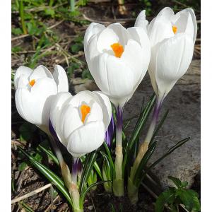 Крокус Жанна д`Арк (Jeanne d'Arc), 25 шт - картинка 1