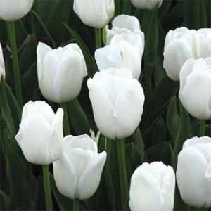 Тюльпан Антарктика (Antarctica), 10 шт (разбор 11/12) - картинка 2