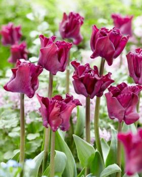 Тюльпан Кроун оф Негрита (Crown of Negrita), 10 шт (разбор 11/12) - картинка 1