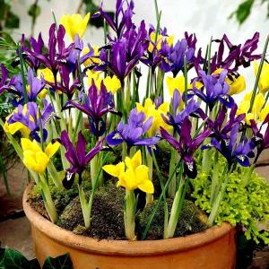 Ирис голландский смесь (Iris hollandica), 20 шт (разбор 8/9) - картинка 1