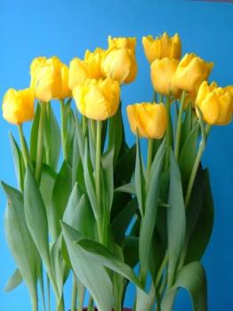 Тюльпан Веди Наполи (Vedi Napoli), 10 шт (разбор 11/12) - картинка 2