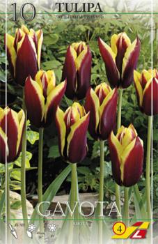 Тюльпан Гавота (Gavota), 10 шт (разбор 12/14) - картинка 4