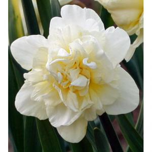 Нарцисс Обдам (Obdam), 5 шт (разбор 12/14) - картинка 1