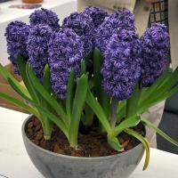 Гиацинт Роял Неви махровый (Royal Navy), 5 шт