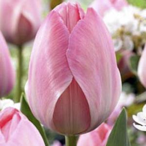 Тюльпан Мистик Ван Эйк (Mystic van Eijk), 10 шт (разбор 12/14) - картинка 2