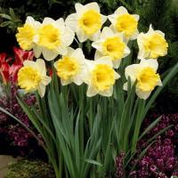 Нарцисс Лас Вегас (Las Vegas), 5 шт (разбор 12/14)