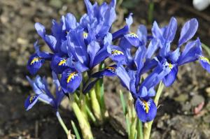Ирис ретикулата Хармони (Iris reticulata Harmony), 20 шт (разбор 6/7) - картинка 1