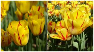 Тюльпан Вашингтон (Washington), 10 шт (разбор 11/12) - картинка 3