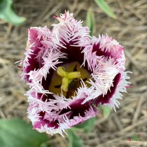 Тюльпан Сан Мартин (San Martin), 10 шт (разбор 12/14) - картинка 3