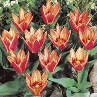 Тюльпан Шекспир (Shakespeare), 10 шт (разбор 11/12)