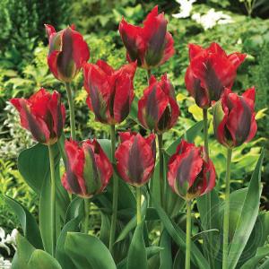 Тюльпан Голливуд (Hollywood), 10 шт (разбор 12/14) - картинка 1