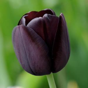 Тюльпан Куин оф Найт (Queen of Night), 10 шт (разбор 12/14) - картинка 2