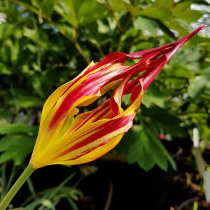 Тюльпан Корнута = Акумината (acuminata syn. Tulipa Cornuta), 5 шт - картинка 2