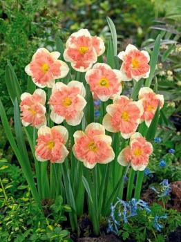 Нарцисс Ванилла Пич (Vanilla Peach), 5 шт (разбор 12/14) - картинка 3