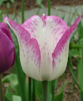 Тюльпан Ширли (Shirley), 10 шт (разбор 12/14) - картинка 5