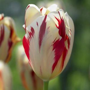 Тюльпан Гранд Перфекшн (Grand Perfection), 5 шт (разбор 11/12) - картинка 2