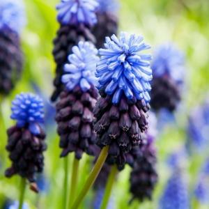 Мускари Латифолиум (Muscari latifolium), 20 шт (разбор 7/8) - картинка 4