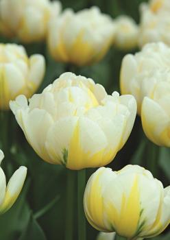 Тюльпан Эвита (Evita), 10 шт (разбор 11/12) - картинка 4