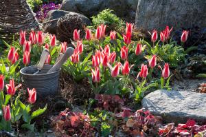 Тюльпан Царь Петр (Czaar Peter), 10 шт (разбор 11/12) - картинка 4