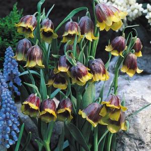 Рябчик Михайловского (Fritillaria michailovskyi), 10 шт (разбор 5/6) - картинка 4