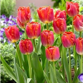 Тюльпан Майами Сансет (Miami Sunset), 10 шт (разбор 12/14) - картинка 1