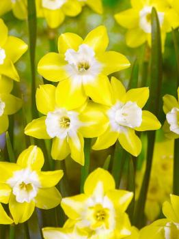 Нарцисс Пипит (Pipit), 10 шт (разбор 10/12) - картинка 2