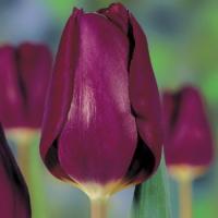 Тюльпан Пёпл Леди (Purple Lady), 5 шт (разбор 11/12)