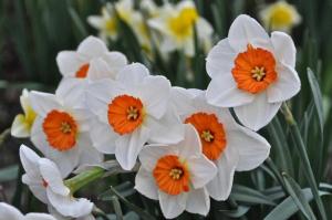 Нарцисс Профессор Эйнштейн (Professor Einstein), 5 шт (разбор 12/14) - картинка 2