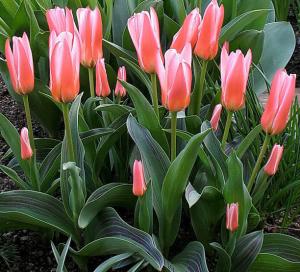 Тюльпан Хатс Делайт (Hearts Delight), 10 шт (разбор 11/12) - картинка 1