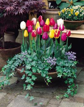 Тюльпан триумф смесь (Tulipa Triumph Mixed), 10 шт (разбор 11/12) - картинка 2