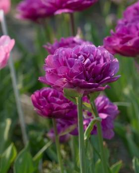 Тюльпан Блюберри Айс (Blueberry Ice), 5 шт (разбор 12/14) - картинка 3