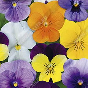 Фиалка Крупноцветковая, смесь - картинка 1