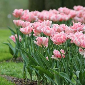 Тюльпан Анжелик (Angélique), 10 шт (разбор 11/12) - картинка 1